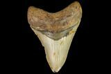 Fossil Megalodon Tooth - North Carolina #109685-1